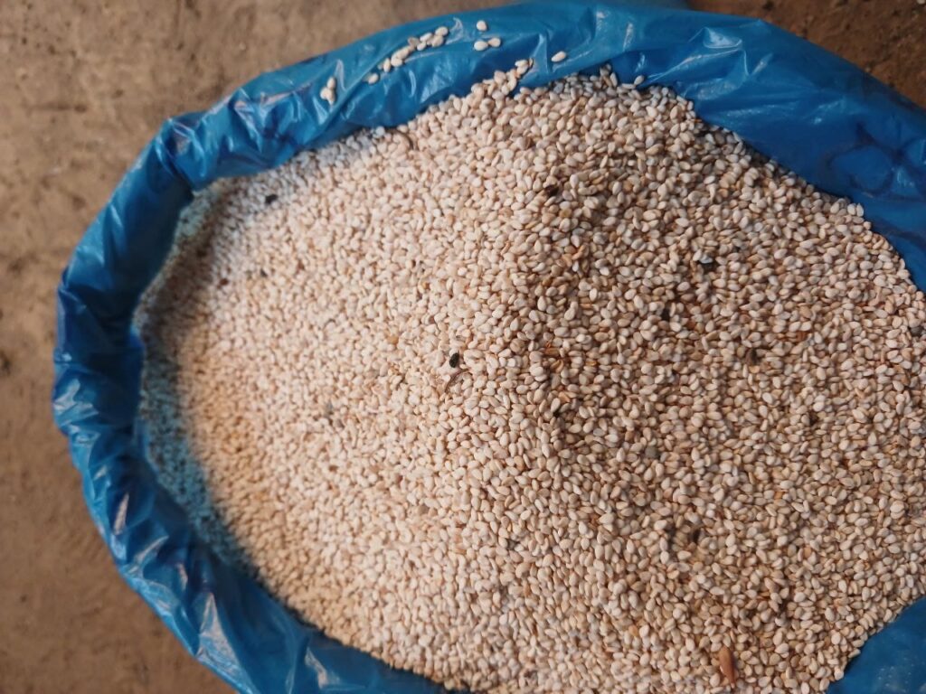 Ethiopian Sesame Seed Exporter