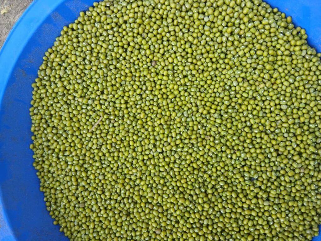 Ethiopian Sesame Seed Exporter