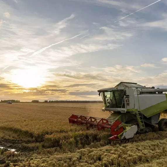 Ethiopian sesame seed exporter