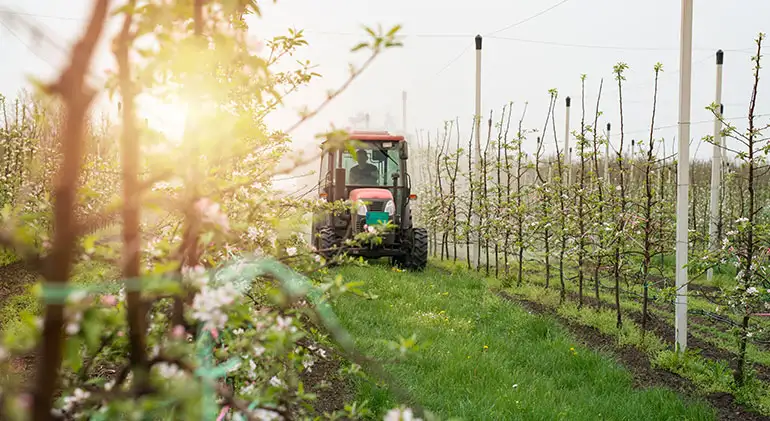 Ethiopian Sesame Seed Exporter