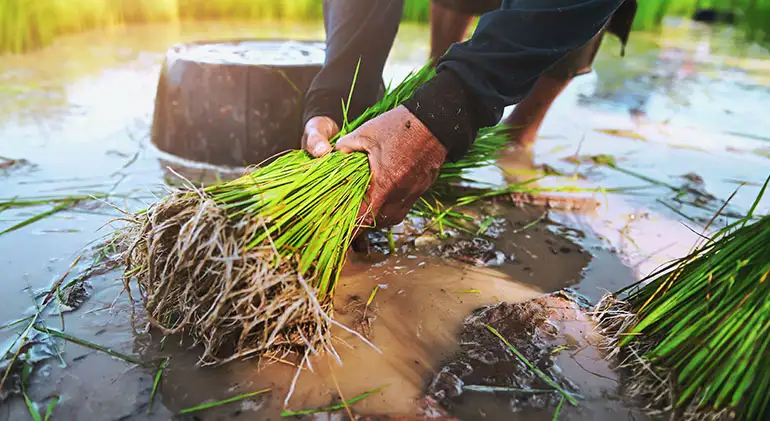Ethiopian Sesame Seed Exporter