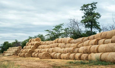 Ethiopian Sesame Seed Exporter