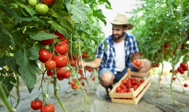 Ethiopian Sesame Seed Exporter