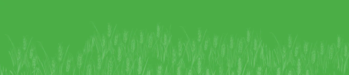 Ethiopian Sesame Seed Exporter