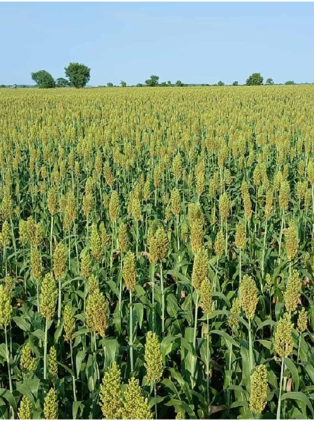 Ethiopian Sesame Seed Exporter