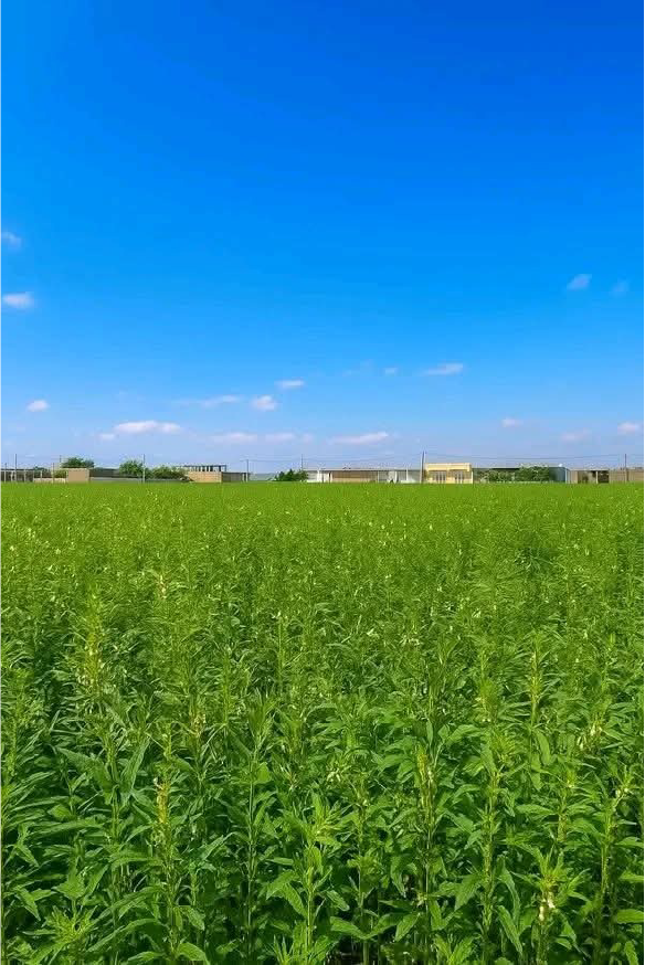 Ethiopian Sesame Seed Exporter