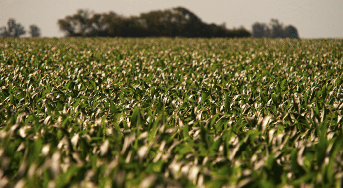 Ethiopian Sesame Seed Exporter