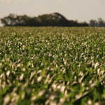 Ethiopian Sesame Seed Exporter