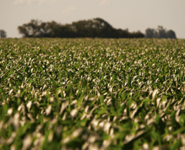 Ethiopian Sesame Seed Exporter