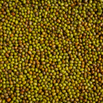 Ethiopian Sesame Seed Exporter