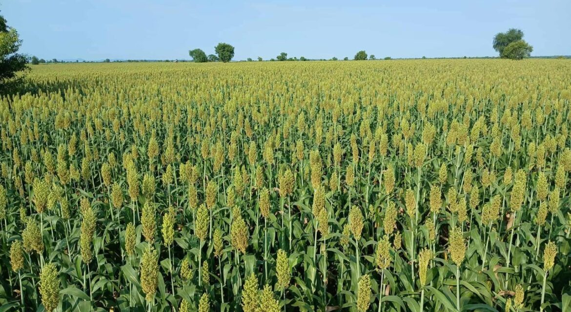 Ethiopian Sesame Seed Exporter