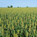 Ethiopian Sesame Seed Exporter