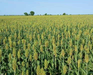 Ethiopian Sesame Seed Exporter